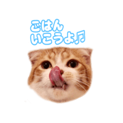 [LINEスタンプ] 猫にごはん。