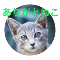 [LINEスタンプ] あいさつこねこ3の画像（メイン）