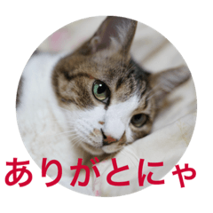 [LINEスタンプ] しあわせねこ1