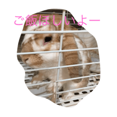 [LINEスタンプ] うさくんのスタンプ