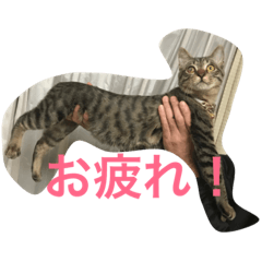 [LINEスタンプ] 兄弟猫さん