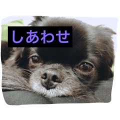 [LINEスタンプ] くぅの1日の画像（メイン）