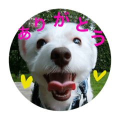 [LINEスタンプ] はるくんのスタンプ。犬です。