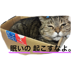 [LINEスタンプ] 猫 あと犬も スタンプの画像（メイン）