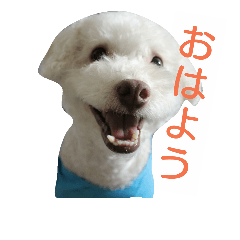 [LINEスタンプ] ぶさかわ犬 モコちゃん