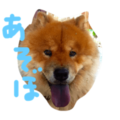 [LINEスタンプ] chow chowHuku