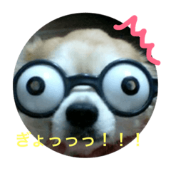 [LINEスタンプ] チワワのふたお