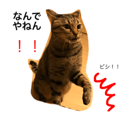 [LINEスタンプ] 猫の良美4