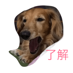 [LINEスタンプ] doglish