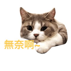 [LINEスタンプ] prince cat cat day