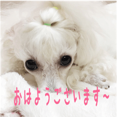 [LINEスタンプ] greeting from Pure Princess