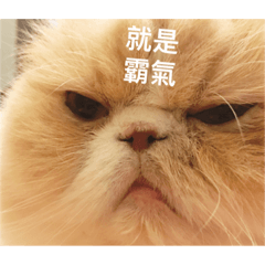 [LINEスタンプ] This is our time！ Yoyo ＆ Talo