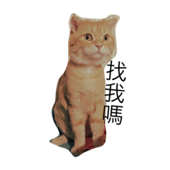[LINEスタンプ] Daily Life of Cat BoBo