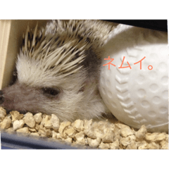 [LINEスタンプ] ハリネズミの生活