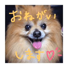 [LINEスタンプ] Penchaan