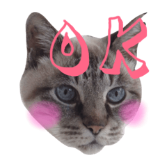 [LINEスタンプ] LEOにゃんのEVERYDAY