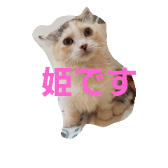 [LINEスタンプ] 姫ちゃんと仲間たち(マンチカン)