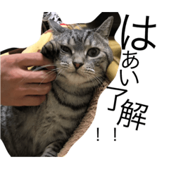 [LINEスタンプ] しゃあどらごん③