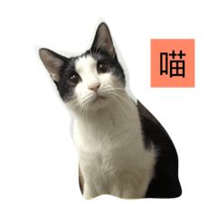 [LINEスタンプ] My Happy Cat