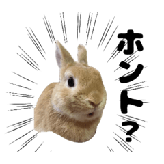 [LINEスタンプ] うさぎのラウル2の画像（メイン）