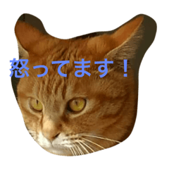 [LINEスタンプ] kit cats！ 1