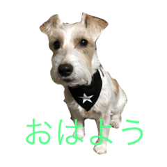 [LINEスタンプ] 愛犬 ジャックラッセルテリアのジャック君