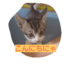 [LINEスタンプ] cuty catss2