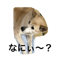 [LINEスタンプ] 愛犬フォトの画像（メイン）