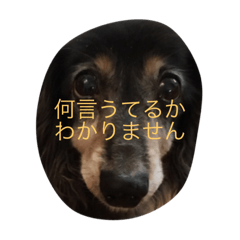 [LINEスタンプ] 黒神犬