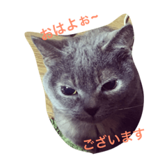 [LINEスタンプ] マイペットだいすき