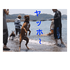 [LINEスタンプ] new boxer