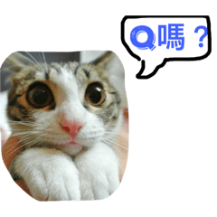 [LINEスタンプ] Cute cat cure