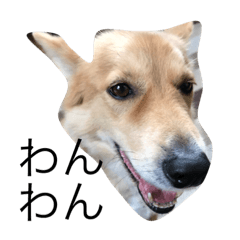 [LINEスタンプ] ワンワン銀次郎くんの画像（メイン）