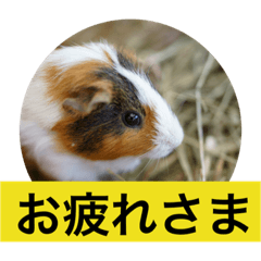 [LINEスタンプ] かわいい動物たち1