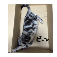 [LINEスタンプ] 猫と日常(アメリカンショートヘアー)