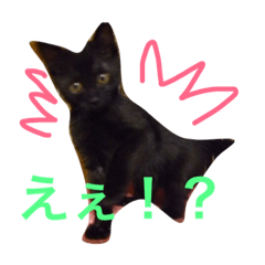 [LINEスタンプ] 黒猫ハニ3の画像（メイン）