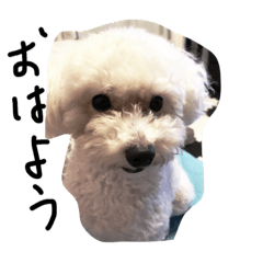 [LINEスタンプ] DOG toypoo