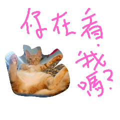 [LINEスタンプ] only cat cat