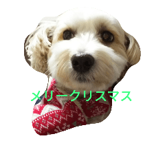 [LINEスタンプ] hanawinterの画像（メイン）