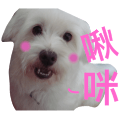 [LINEスタンプ] Domineering dog - MOMO