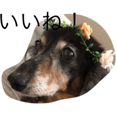 [LINEスタンプ] 犬 ヤバ 神