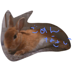 [LINEスタンプ] 茶々くんの画像（メイン）