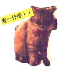 [LINEスタンプ] stupid man dog catの画像（メイン）