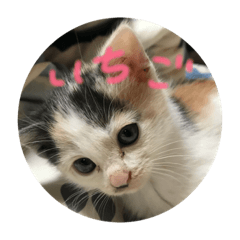 [LINEスタンプ] 猫のいちごの画像（メイン）