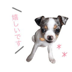 [LINEスタンプ] 中川家のチワワ