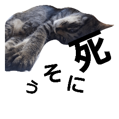 [LINEスタンプ] 俺んちの猫