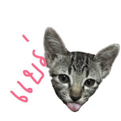 [LINEスタンプ] my cattの画像（メイン）