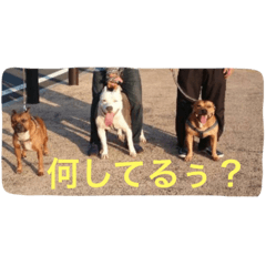 [LINEスタンプ] レオ＆弁慶⭐️我来也のスタンプ第2弾
