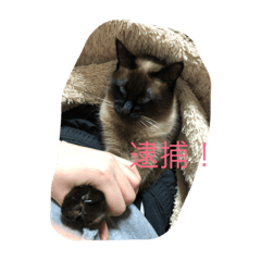 [LINEスタンプ] 猫めいちゃんヒマヤンカラスオートミール