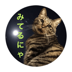 [LINEスタンプ] japanese.catの画像（メイン）